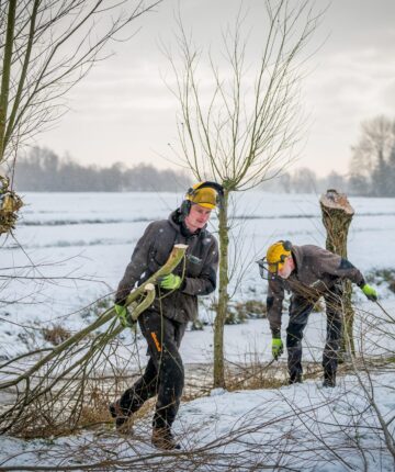 Verheij boomzorg