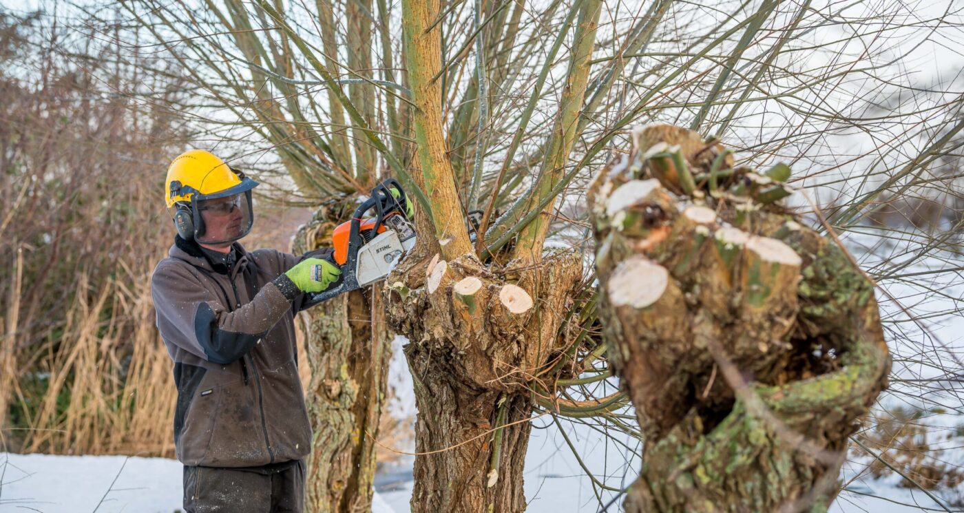 Winterwerk groenvoorziener Verheij, snoeien, bomenwerk