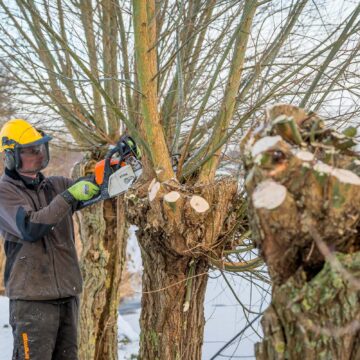 Winterwerk groenvoorziener Verheij, snoeien, bomenwerk