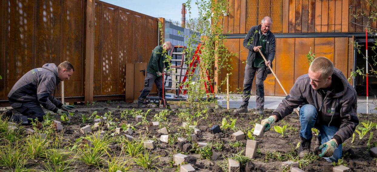 Winterwerk groenvoorziening Verheij, aanplanten